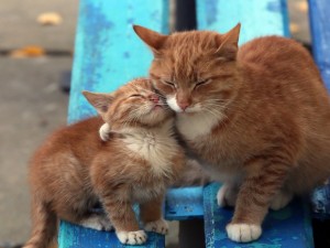 Hermosos gatitos abrazados