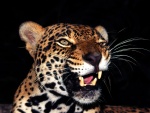 Los colmillos de un jaguar