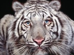 Los ojos azules de un tigre blanco