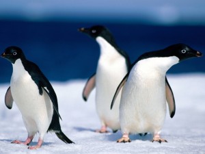 Tres pequeños pingüinos sobre el hielo