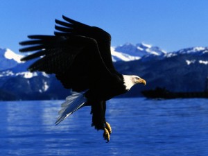Postal: Águila lista para tomar tierra