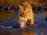 Tigre caminando por el agua