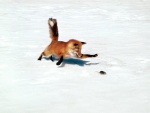 Zorro persiguiendo a un ratón sobre la nieve