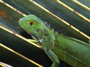 Una joven iguana verde