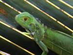 Una joven iguana verde