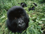 La cabeza de un pequeño gorila entre las hojas