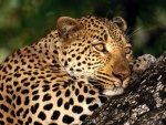Hembra de leopardo sobre un tronco
