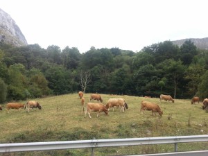 Postal: Vacas pastando junto a una carretera