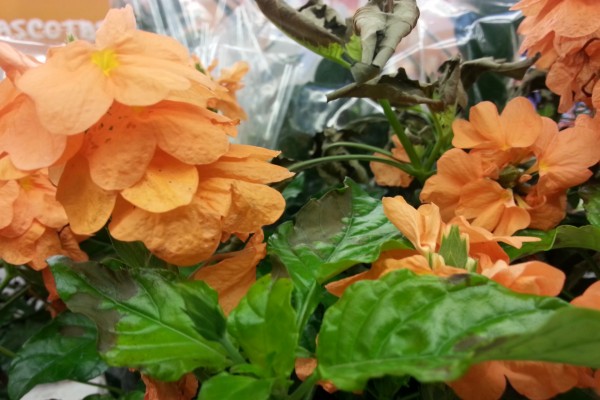 Flores naranjas en una planta