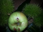Manzana verde con un agujero de gusano