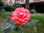 Agua de lluvia sobre una bonita rosa
