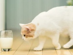 Un gato observando un vaso de leche