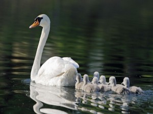 Polluelos siguiendo a mamá cisne por el lago