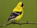 Pájaro amarillo y negro posado en una fina rama