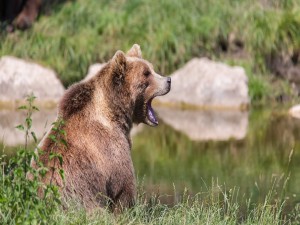 Un oso marrón bostezando