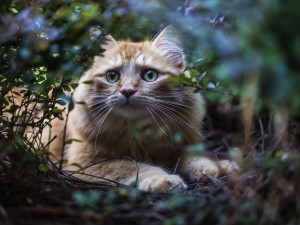 Un gato entre las ramas y la hierba