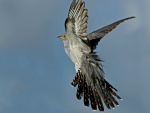 Un cuco con las alas desplegadas en pleno vuelo