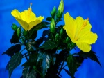Bellas flores de hibisco con pétalos amarillos
