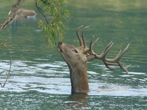 Un ciervo en el agua comiendo hojitas verdes