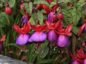 Postal: Flores en la planta con pétalos fucsia  y rojos