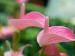 Bellas calas (Anthurium) color rosa
