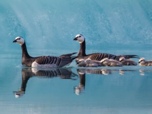 Una bella familia de patos nadando en una laguna