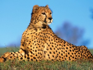 Un guepardo tumbado sobre la hierba