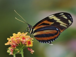 Una mariposa tigre sobre una flor