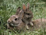 Un joven conejo subido al lomo de su madre