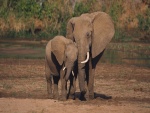 Pequeño elefante junto a su madre