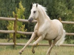 Un caballo blanco corriendo dentro de un recinto