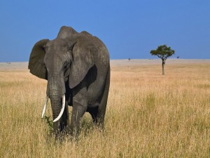 Postal: Un elefante africano caminando en soledad