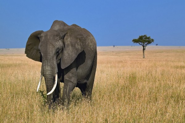 Un elefante africano caminando en soledad
