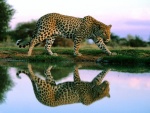 El reflejo de un leopardo