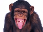 Un gracioso chimpancé