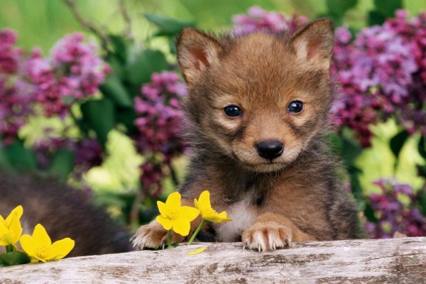 Un cachorro de coyote entre flores