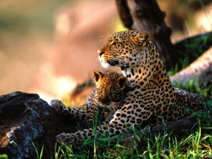 Una bella leoparda junto a su cachorro