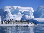 Colonia de pingüinos adelaida