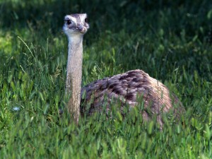 Postal: Una joven avestruz entre la hierba
