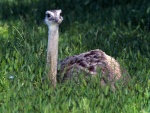 Una joven avestruz entre la hierba