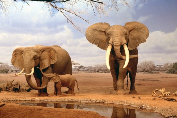 Familia de elefantes con grandes cuernos