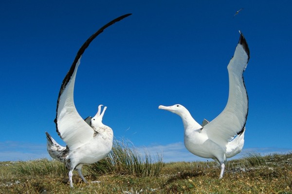 Albatros desplegando las alas sobre la hierba