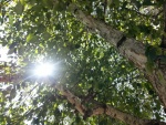 El sol a través de las ramas