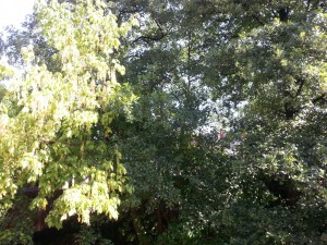 Postal: Árboles con verdes hojas