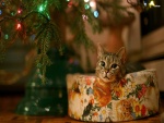 Un gato en su cesto junto al árbol de Navidad