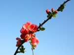 Flores rojas en una rama y un hermoso cielo azul