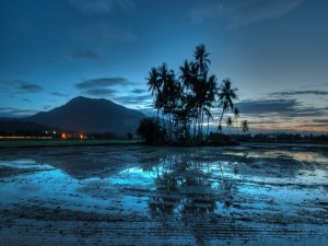 Postal: Un amanecer azul sobre las palmeras