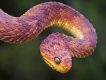 Una serpiente atheris (Atheris squamigera)