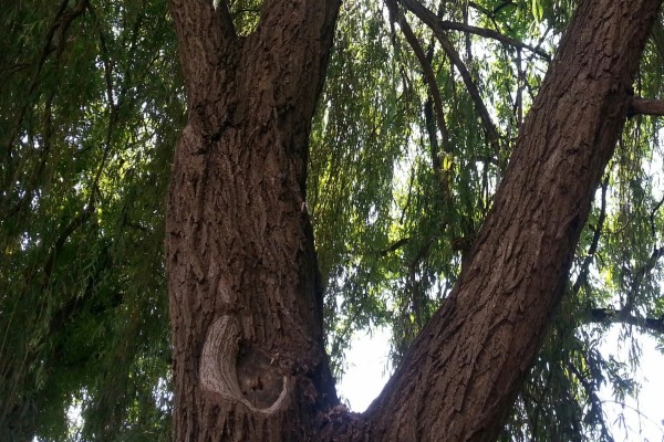 Agujero en el tronco de un árbol