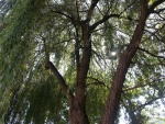 Un árbol esplendoroso